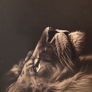 Tory Burch Brown Snakeskin Charm Mules with Gold Charm